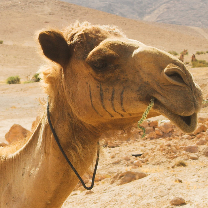 Desert Safari Dubai |  fun facts blog